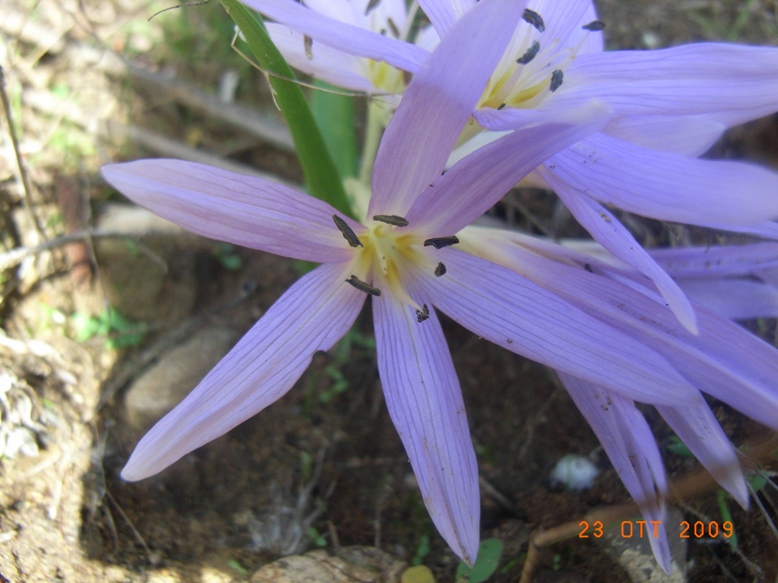 Colchicum cupanii / Colchico di Cupani